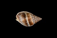 藏品(織紋螺)的圖片